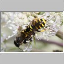 Ectemnius lapidarius - Grabwespe 11c 8-11mm Paarung - OS-Hellern-Wiese.jpg